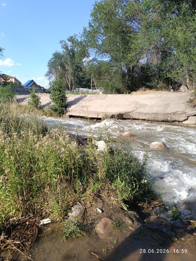 A daytime, eye-level outdoor shot shows a shallow, fast-flowing river or canal in Qaskeleñ, Kazakhstan. The water is murky brown and turbulent, with white foam indicating rapids and submerged rocks. The canal is lined with concrete structures on the right bank, appearing worn and partially broken. The left bank is overgrown with dense, green vegetation, including tall grasses and flowering plants, with some debris such as plastic bottles and branches visible at the water's edge. In the background on the left, houses with tiled roofs and a brick wall can be seen, suggesting a residential area bordering the waterway. Large, leafy trees dominate the right background, with some smaller bushes and saplings interspersed. The sky is bright blue with a few white clouds. A dark-colored cat stands near the water's edge on the left bank, facing right. The date and time stamp "28.06.2026 16:59" is superimposed on the lower right of the image.