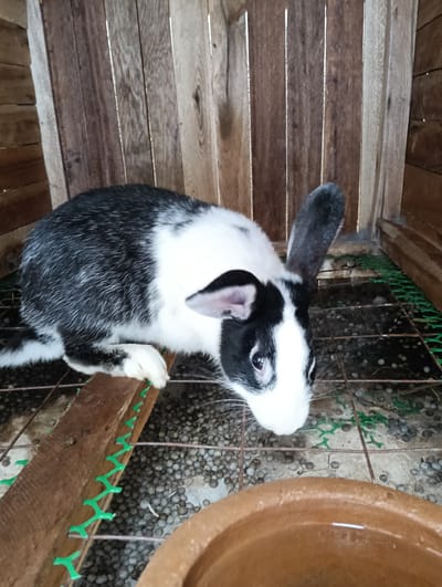 The image shows a black and white rabbit inside a wooden hutch, likely in a rural setting. The hutch appears to be made of rough-hewn wooden planks. The rabbit is positioned on a wire mesh floor, with a wooden ramp covered in green zip ties in the foreground. Beneath the mesh, a pile of small, dark pellets, likely rabbit feed or waste, is visible. A portion of a terracotta pot filled with water is also visible in the lower right corner. The lighting suggests it is daytime, with natural light illuminating the scene. The presence of the hutch and the rabbit suggests it is a domestic animal being kept in an enclosure. There is no direct indication of the specific location within Olkeri ward, Kenya, but the rustic nature of the hutch and the environment points to a rural or semi-rural area.