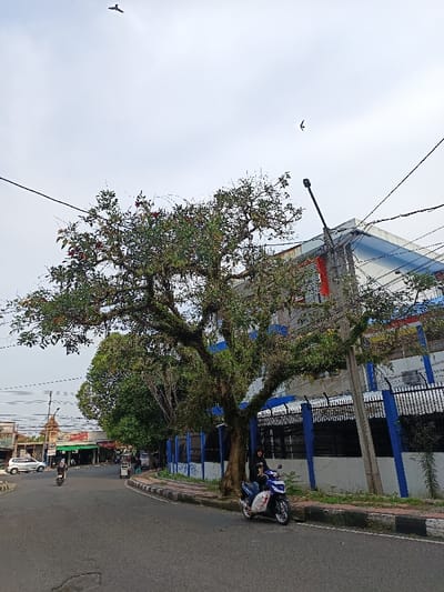 A street scene in Muka, Indonesia, captured under an overcast sky. The image focuses on a paved road flanked by a sidewalk and buildings. In the midground, a large, mature tree with dense green foliage and some red blossoms stands on the right sidewalk, its branches adorned with moss or epiphytes. A person in dark attire sits stationary on a blue and white scooter parked at the curb directly beneath this tree. To the right and behind the tree, a multi-story building with a light-colored facade and blue roof or trim is visible, secured by a black metal fence topped with barbed wire. A street light pole with multiple overhead utility lines stands in front of this building. On the left side of the road, in the distance, another person on a motorcycle is moving away from the viewer, while a light-colored car is parked near various low-rise commercial structures with awnings. Two birds are observed flying in the light grey sky above.