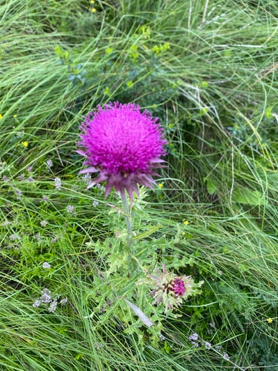 This media file depicts a close-up, high-angle shot of a thistle plant in a natural, grassy setting. The thistle is the primary subject, with a large, vibrant purple bloom prominently displayed in the foreground on the left side of the frame. To the right, another thistle bud, still partially closed, is visible with green and purple hues. The plant's spiky, serrated leaves are also discernible.

The background consists of a dense field of tall, green grass, interspersed with smaller wildflowers. Some of these wildflowers are tiny clusters of delicate purple blossoms, while others are small yellow dots. The overall impression is of a wild meadow or roadside environment. The lighting suggests it is daytime, with natural, diffused light, possibly indicating an overcast day or a shaded area, as there are no harsh shadows.

The image is captured in a slightly blurry, high-resolution format, giving a sense of depth and texture to the vegetation. There is no text visible in the image, and no people or animals are present. The scene evokes a feeling of natural beauty and the untamed aspect of a rural landscape. The location context provided is Maloarslangulovo, Russia, which aligns with the depiction of a natural, grassy environment.