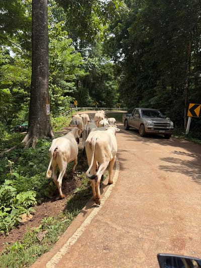 A herd of light-colored cattle walk along the right side of a paved road in a rural, heavily wooded area. A silver pickup truck is stopped on the road, facing away from the camera, with a license plate visible. Yellow directional signs are posted along the roadside, indicating curves in the road. A large tree with exposed roots stands to the left of the road, with a circular sign depicting a person walking attached to it. The road is bordered by lush green vegetation and foliage. The lighting suggests it is daytime, with shadows cast by the trees.