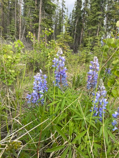 The image depicts a close-up view of several purple lupine flowers in bloom, set against a backdrop of a boreal forest. The flowers are the primary subjects, with their tall, spire-like inflorescences and characteristic pea-like petals. The surrounding vegetation consists of various green plants, grasses, and the trunks of numerous pine trees, which extend into the upper portion of the frame. The lighting suggests an overcast day, with diffused light creating soft shadows. The scene is an outdoor natural environment, likely in or near Haines Junction, Canada, characterized by its coniferous forest ecosystem. There are no people or animals visible in the image. The overall impression is one of natural beauty and wildness.