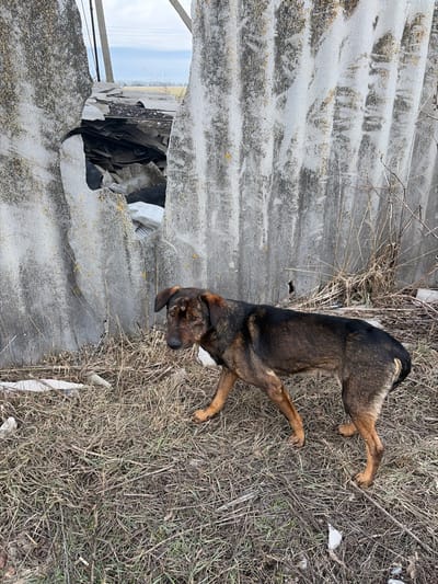 This image, taken in Bessergenovka, Russia, depicts a desolate outdoor scene. The primary subject is a medium-sized, short-haired dog, appearing to be a mixed breed, standing on a patch of dry, matted yellowish-brown grass and scattered debris. The dog is predominantly dark brown with tan/brindle markings on its head and legs, and appears lean, with visible ribs, suggesting a poor nutritional state. Its head is turned towards the left foreground, with its left front paw slightly lifted, indicating potential movement or a pause in walking.

Behind the dog is a severely damaged, grey, corrugated barrier, likely constructed from asbestos cement or a similar material. This barrier spans vertically across the midground. A large, irregular hole is present towards the left side of the barrier, exposing a pile of dark and light-colored rubble, including what appears to be more corrugated sheets and a white plastic bag or sheet. The barrier's surface is weathered, showing dark vertical streaks and patches of yellow-green discoloration, possibly from mold, dirt, or lichen.

In the background, visible through the opening in the barrier and above it, are dark utility poles and a distant, flat horizon line under an overcast sky. The ground around the dog and near the barrier is covered with dry grass, weeds, and small fragments of white debris. No other people or animals are visible, and there are no explicit interactions occurring. The environment suggests a neglected or abandoned area.