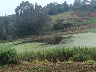 This image presents an outdoor, rural landscape in Limuru East ward, Kenya, captured under an overcast sky. The foreground features a strip of reddish-brown soil with sporadic low green vegetation. Immediately beyond this, a dense line of tall, reedy green vegetation borders a body of water. The water's surface is significantly covered, approximately 70%, by a bright green layer of algae or duckweed, particularly on the right, with a darker, open water section displaying minor ripples towards the left. The midground consists of a sloping, vegetated embankment with a prominent cluster of large-leafed green plants. The background features two distinct hillsides; the left is densely forested with tall, dark-green trees, while the right displays cultivated plots of reddish-brown earth interspersed with green vegetation. A portion of a light-colored building with a dark roof is visible on the upper right horizon. No people or active subjects are present within the frame.