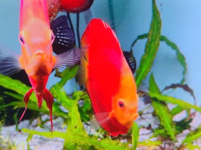 Two discus fish are swimming in an aquarium with green aquatic plants. The fish are vibrant red and orange. One fish is closer to the camera, facing forward with its mouth slightly open. The other fish is behind it and slightly to the left, also facing forward. The water is clear, and the background is a light blue. The substrate appears to be sand and small pebbles. There are no people or any indication of the location within Novosamarka, Ukraine.