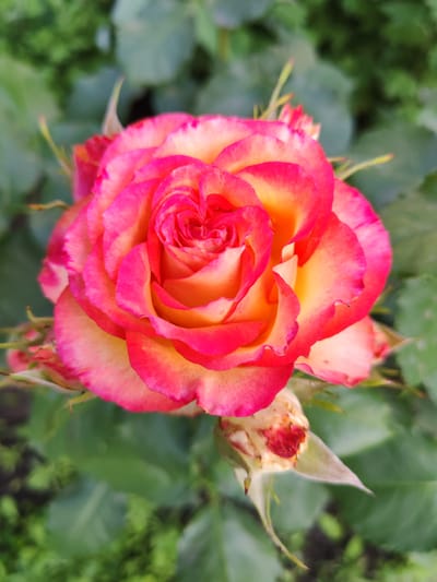 A close-up, top-down shot captures a single, vibrant rose in full bloom. The rose exhibits a gradient of colors, with deep pink edges transitioning to a bright yellow and orange center. The petals are layered and unfurling, showcasing intricate texture and delicate curves. In the lower right corner, a spent rose bud, partially decayed and tinged with red and brown, rests on a green stem. The background consists of out-of-focus green foliage, suggesting an outdoor garden setting. There is no indication of the city of Novoshakhtinsk, Russia, or any human presence in the image.