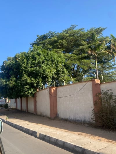 This image depicts a street view in Barnawa, Nigeria, under a clear blue sky. The central feature is a long, light-colored textured wall, approximately two meters high, reinforced by vertical brown/orange pillars at intervals. The top of the wall is fitted with white, conical security spikes. A black cable is strung horizontally along the wall between two pillars.

To the left of the frame, behind the wall, a dense green mango tree with visible fruit extends upwards, partially obscuring a small white sign with red lettering. To the right, a dry shrub grows at the base of the wall. Above the wall, a dense canopy of large green trees is prominent, including a tall, slender palm tree on the right.

In the immediate foreground, a grey paved sidewalk with a distinct curb runs parallel to the wall, bordering a darker paved road. A partial view of a vehicle's side mirror is visible in the bottom-left corner, indicating the perspective from a moving or parked vehicle. No people are present, and no discernible actions or interactions are taking place. The scene is brightly lit by natural sunlight.