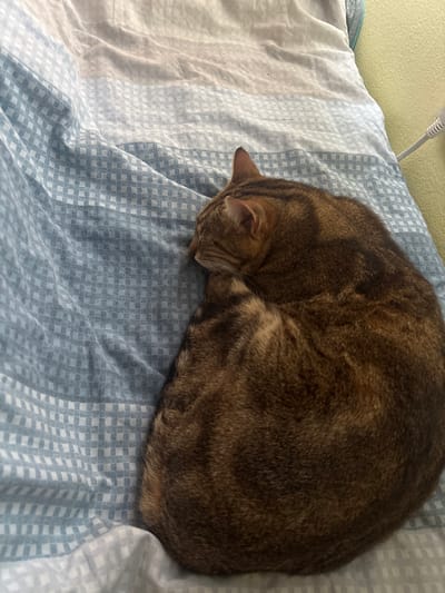 A cat is curled up on a bed with a blue and white checkered pattern bedsheet. The cat is mostly brown with darker stripes. It's lying on its side with its head tucked into its body. The background includes a light green wall and a white cord. The location is not discernible from the image.