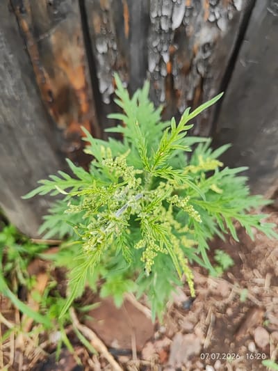 In Konovalovo, Russia, a close-up, slightly angled shot captures a small, green plant with feathery leaves and clusters of tiny, light-green buds. The plant is growing in dry, brown soil with some scattered grass and debris. Behind the plant, a weathered wooden fence with vertical planks is visible. The planks are dark, with streaks of orange and gray, suggesting age and exposure to the elements. The timestamp "07.07.2026 16:20" is imprinted in the lower right corner of the image. The scene appears to be outdoors, possibly in a garden or along a fence line. No people or animals are clearly identifiable, though a faint, light-colored object, possibly an insect, can be seen on the plant. The lighting suggests it is daytime.