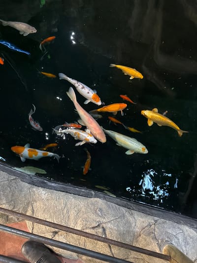 The image captures a pond or tank filled with numerous koi fish of various colors – white, orange, gold, and red – swimming in dark water. The fish are positioned at different depths and orientations within the water. Light reflects off the water's surface, creating highlights.
A concrete ledge borders the edge of the pond/tank. Next to the edge of the pond/tank, a metal railing is visible, positioned diagonally. A person's foot in a dark shoe is partially visible to the lower right, near the railing.
The image was taken in Villebon-sur-Yvette, France.