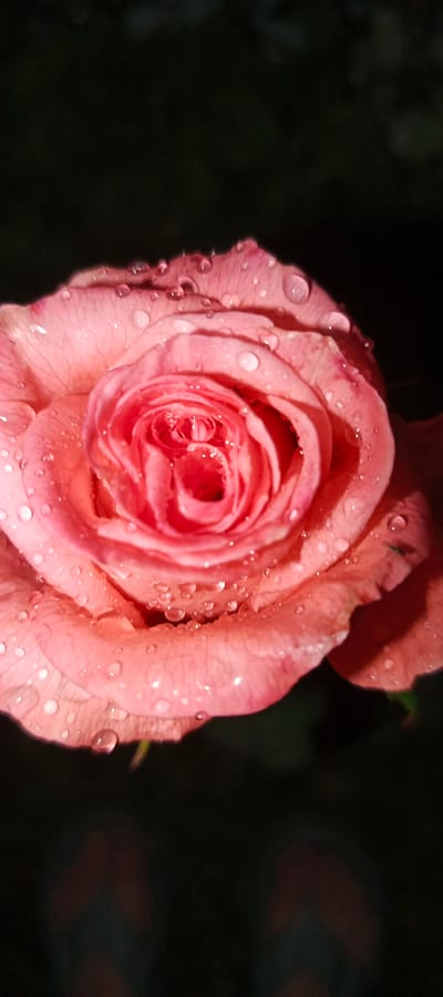 This media file is a close-up, vertical shot of a delicate pink rose covered in water droplets. The rose is the sole subject, with its petals unfurling in a tight spiral towards the center. The droplets of water are scattered across the surface of the petals, catching the light and creating a glistening effect. The background is dark and out of focus, providing a stark contrast that makes the rose stand out. The lighting suggests it could be nighttime or a very dimly lit area. There is no visible text. The location context provided is Мерчалово Снт, Russia. The overall impression is one of natural beauty and freshness, perhaps captured after a rain shower.