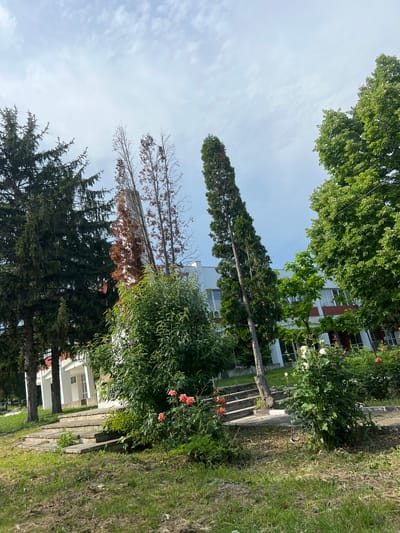 This photograph captures an exterior scene in Devnya, Bulgaria, under a partly cloudy sky with diffused sunlight, indicating daytime. The scene is dominated by varied vegetation and a white building in the background.
In the left foreground, several tall evergreen conifer trees with dark green foliage stand prominently. Towards the center, two very tall, slender, columnar trees are visible; the left one is green, while the right one shows extensive browning and bare branches on its left side. To the far right, a large deciduous tree with bright green, healthy leaves fills the upper right quadrant.
The background features a multi-story building with white facades and a reddish-brown horizontal band below the windows. The building has numerous rectangular windows, some reflecting the sky. Architectural elements like white columns or pilasters are visible on the left side of the building, suggesting an entrance or covered walkway.
The foreground and midground consist of a grassy area, interspersed with patches of dry earth and low-lying green bushes. A dense, leafy green bush occupies the center foreground. To its right, a cluster of rose bushes is in bloom, displaying both white and peach-colored roses. A set of concrete or stone stairs, partially overgrown with small plants, ascends from the left foreground towards the building. No people or animals are visible, and no specific actions are depicted.