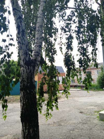 In Pavlovsk, Russia, a view is captured of a birch tree in the foreground, its white bark marked with dark, irregular patches. Lush green leaves hang from its branches, partially obscuring the background. Behind the tree, a modern wooden structure with a dark roof is visible, flanked by a teal fence. Further in the background, a two-story building constructed from light-colored brick with red banding stands under an overcast sky. The ground is covered in gravel.