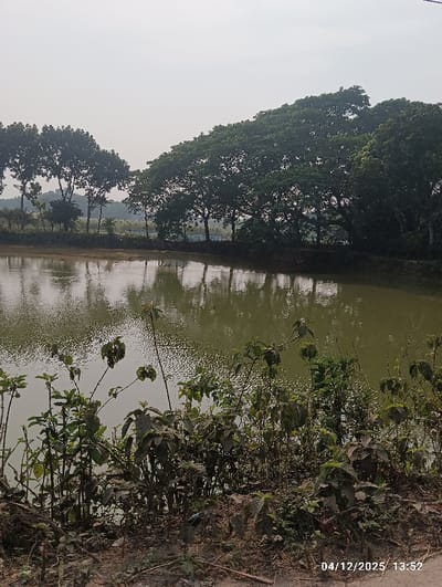 This image depicts an outdoor scene in Kaliganj, Bangladesh, captured on 04/12/2025 at 13:52. The foreground consists of reddish-brown earth sparsely covered with dry leaves and green leafy vegetation, including small shrubs. A small blue plastic object is partially visible among the plants on the lower-left. A body of calm, greenish-brown water occupies the midground, reflecting the overhead sky and trees, exhibiting subtle surface ripples. The background features a dense line of mature, dark green deciduous trees forming the far bank of the water, with their reflections visible in the water. Further left, additional taller, slender trees are observed behind the primary treeline. The sky is bright and appears uniformly light gray or pale blue, indicative of an overcast or hazy atmospheric condition. No human subjects, animals, or specific activities are present within the frame.