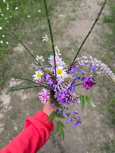 This media file features a close-up, overhead shot of a hand holding a bouquet of wildflowers. The hand, wearing a bright red hooded sweatshirt with the sleeves rolled up, is positioned on the right side of the frame, partially obscured by the flowers. The bouquet is a vibrant mix of purple, pink, and white blooms, with delicate green leaves interspersed. Several thin, dark green stems are visible, extending from the bouquet and crossing the frame diagonally. Among the more intricate purple flowers, two white daisies with yellow centers stand out. The background is a blurred expanse of dry, dusty ground with patches of muted green vegetation. The lighting suggests it is daytime, possibly outdoors in a natural setting like a field or meadow. The overall impression is one of a simple, natural beauty, with the colorful flowers contrasting against the subdued background. No visible text is present in the image. The setting appears to be outdoors in a rural or natural environment, consistent with the provided location context of Biisi, Georgia.