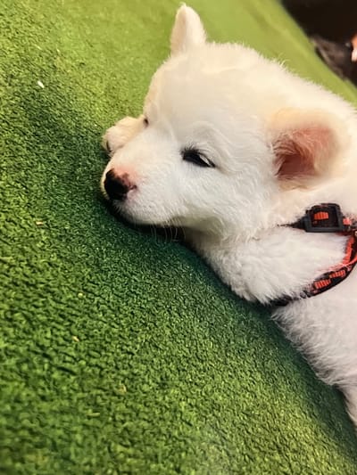A white puppy with a black collar lies on its side on a green, artificial turf surface. The puppy's eyes are closed, and its head is resting on the turf. Its paws are visible in the foreground. The background is blurred and out of focus. The scene is captured from a close-up, eye-level perspective. This image is not specific to any location in Montfermeil, France.