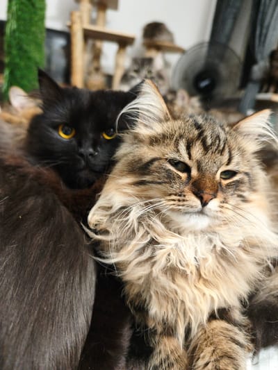 The image depicts two cats. One cat is black with bright yellow eyes and is positioned behind and to the left of the other cat. The second cat, which is in the foreground and to the right, has brown and tan striped fur with a fluffy mane. Both cats appear to be resting together. The background is blurred and shows some indistinct objects, including what might be a cat tree, plants, and a fan. The setting does not provide any information about a specific location in Morąg, Poland.