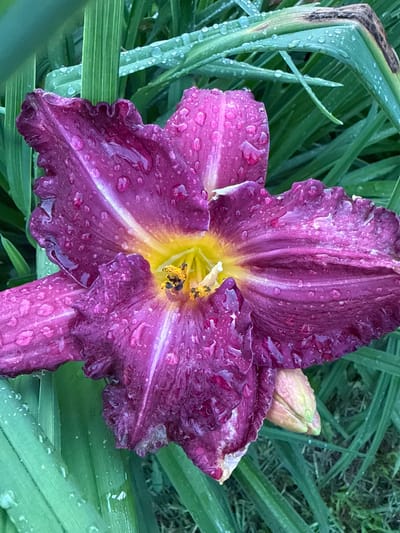 A close-up, overhead shot captures a vibrant purple daylily in the city of Verkhne-Pozim', Russia. The flower, glistening with numerous water droplets, is the primary subject. Its petals, edged with delicate ruffles, display a gradient of color, transitioning from a deep purple on the outer edges to a bright yellow at the center. Yellow stamens, tipped with dark pollen, are visible in the heart of the bloom. Surrounding the daylily are lush green leaves, also speckled with dew. To the lower right, a closed bud of the same flower peeks out, its pale yellow-green hue contrasting with the open bloom. The background consists of more green foliage, some of which appears slightly wilted or dried, suggesting an outdoor garden setting after a rain shower.