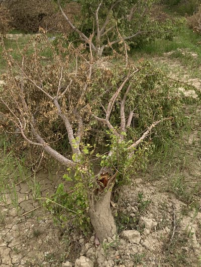The image captures an outdoor scene in Qila Saifullah, Pakistan, depicting a rural landscape heavily impacted by environmental stress. The foreground features a significant tree with a broken trunk, revealing splintered wood at its base. Despite the damage, vibrant green shoots with fresh leaves are emerging from the lower part of the trunk, indicating resilience.

Most of the branches on this tree and several other trees scattered in the background are covered with dry, brown, withered leaves, suggesting drought conditions or disease. However, some patches of green foliage are interspersed among the dry branches, particularly on trees further back. The ground is largely barren, composed of dry, cracked earth, with sparse, thin blades of green grass and small weeds sporadically growing through the fissures. This cracked soil is a strong visual cue for arid conditions or a recent period of drought.

The scene conveys a sense of struggle between decay and new life in a harsh environment. The lighting suggests it is daytime, with no harsh shadows indicating midday sun but rather a softer, overcast, or late morning/early afternoon light. There are no people visible, nor any discernible text. The overall impression is one of a natural landscape enduring challenging environmental circumstances.