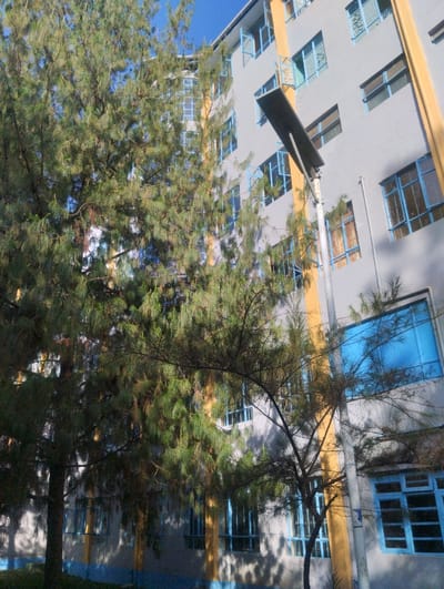 This is a daytime exterior view of a multi-story building, identified as a hospital ward in Kenya. The building features light grey facades with prominent vertical yellow architectural elements and multiple rows of rectangular windows, many displaying blue frames or blue-tinted glass, with some windows partially open. The foreground and midground are occupied by several tall, coniferous trees with dense, needle-like green foliage, which partially obscure the building's lower and central sections. To the right, a gray street light pole supports an attached solar panel and a broad, flat, dark light fixture that extends horizontally. A dark blue curb or low wall is visible at the base of the building. The sky above is clear blue, and ambient sunlight casts distinct shadows across the scene. No individuals are visible.
