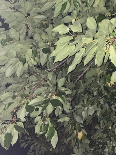The image shows a close-up of dense green foliage with visible branches against a dark background, suggesting it is nighttime or a heavily shaded area. The leaves are oval-shaped with serrated edges and prominent veins, indicating they belong to a deciduous tree. Some leaves are lighter green, while others are darker, creating a layered effect. Thin, brown branches interlace throughout the leaves, some appearing bare while others sprout new growth. The scene is likely an outdoor environment within the city of Zastavna, Ukraine, specifically a section of a tree or trees. No people or specific actions are depicted; the focus is solely on the natural elements of the vegetation.