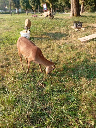 In a grassy field in Truskavets, Ukraine, several sheep are grazing. In the foreground, a brown sheep is bending down to eat grass. Behind it, another brown sheep is drinking from a white bucket. Further in the background, a sheep is standing near a sign. The field is surrounded by trees and a wooden fence. The lighting suggests it is late afternoon.