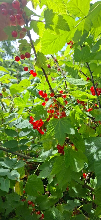 This image displays a close-up view of a red currant bush laden with ripe berries. The bush is dense with vibrant green leaves, some of which are catching the sunlight, creating bright highlights. Clusters of small, translucent red currants hang from slender stems, interspersed among the foliage. The background is blurred, suggesting an outdoor setting with more greenery and hints of the sky. The specific location in Angla, Estonia, is not evident from the visual information within the image itself. There are no people or discernible actions taking place; the scene is a still life of natural growth.