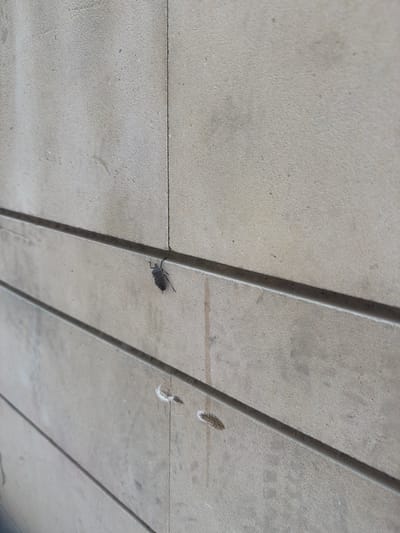 A dark-colored insect with visible legs and antennae is the sole subject in this medium shot. The insect is positioned on a light-colored, textured surface that appears to be concrete or a similar material. This surface is divided by parallel lines or grooves, creating a segmented pattern. The background is largely out of focus, emphasizing the insect and the immediate surface it occupies. There are some faint, light-colored smudges or marks on the surface to the right of the insect, possibly dust or debris. The lighting suggests an outdoor setting, as there are some subtle shadows cast by the grooves in the surface. The overall impression is of a close-up view of an insect in its environment, likely a horizontal or slightly angled surface. No people, text, or specific environmental cues indicating time of day or weather are visible, beyond what can be inferred from the lighting.