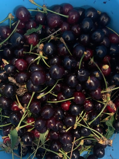 A close-up, overhead shot shows a bright blue plastic tub filled with dark red and black cherries. The cherries are plump and glossy, some with stems still attached. They are piled high, obscuring the bottom of the tub. The lighting is natural, creating highlights on the smooth skin of the fruit. There are no people visible in the image. The scene is an outdoor setting in Yuada-Gulrypsh, Abkhazia, where the cherries are likely being harvested or stored.