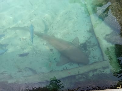 A wide shot captures a clear, shallow body of turquoise water with a sandy bottom. A large shark, possibly a nurse shark, dominates the center of the frame, its body partially submerged and oriented horizontally. It appears to be swimming slowly, with its fins and tail visible. Several smaller fish, some appearing silver and others dark, are scattered throughout the water, some swimming near the shark and others further away. The water is illuminated by sunlight, creating dappled patterns on the sandy floor. On the right side of the frame, a rocky, textured surface emerges from the water, suggesting a natural shoreline or a man-made structure like a pier or wall. The overall scene depicts a tranquil underwater environment with marine life.