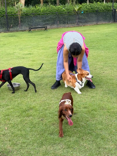 In Tha Sala, Thailand, a person wearing a striped shirt and a pink wrap is tending to two dogs on a grassy lawn. To the left, a slender black dog with a red harness stands near a metal water bowl. A Pembroke Welsh Corgi with tan and white fur is situated in the center, looking to the right with its tongue out. In the foreground, a reddish-brown Irish Setter, also with its tongue out, is facing the camera. The background features a black metal fence and lush green foliage.