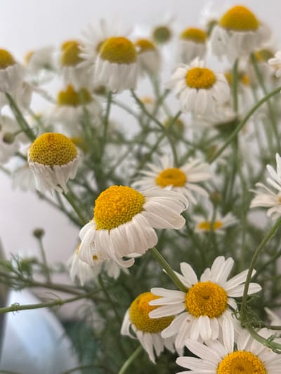 This media file shows a close-up, slightly out-of-focus view of a bouquet of white daisies with yellow centers. The daisies are arranged in a cluster, with some flowers in sharp focus and others blurred in the background. Green stems and delicate foliage are visible amongst the flowers, suggesting they are in a vase or natural setting. The lighting appears soft, potentially indicating an indoor environment or overcast day. There are no people or discernible text in the image. The overall impression is one of natural beauty and a gentle, serene atmosphere. The metadata associates this image with the Радваніцкі сельскі Савет in Belarus, hinting at a possible rural or natural location.