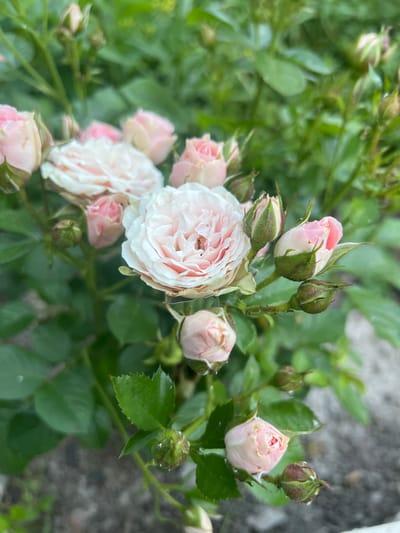 A close-up, slightly blurry shot showcases a cluster of delicate pink and white roses, some in full bloom and others as budding flowers. The roses are interspersed with green foliage, suggesting a garden setting. The overall impression is one of soft, natural beauty, possibly captured on a cloudy day given the diffused lighting. Dewdrops are visible on some petals and leaves, indicating recent moisture, perhaps from rain or morning dew. The background is a soft blur of green leaves and a grayish, textured surface that might be a stone wall or path. The image evokes a sense of tranquility and the simple elegance of nature. No people, text, or specific time of day cues are present. The location context suggests the scene is likely in Bogorodsk, Russia.