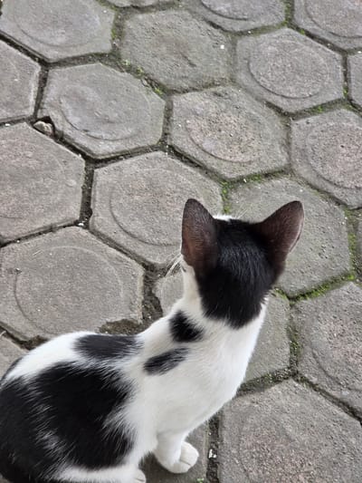 A black and white cat is lying on a textured pavement made of hexagonal bricks. The cat is mostly white with black patches on its back and head. Its head is turned to the left, and its ears are perked up. The pavement has a rough, gray surface with visible grout lines and some small green moss growing in the cracks. The lighting suggests it is daytime, likely outdoors, possibly in a park or courtyard. The scene is static, with the cat resting on the ground. There is no visible text in the image. The image appears to be taken from a high angle, looking down at the cat and the pavement.