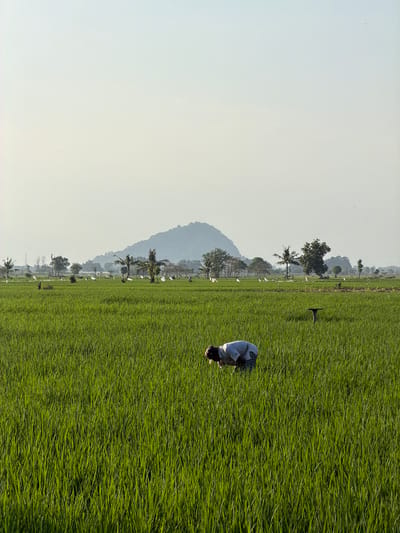 In a lush green rice paddy in Jatisari, Indonesia, a lone farmer, wearing a light-colored shirt and checkered pants, is bent over tending to the crops. The sun casts a gentle light across the expansive field, illuminating the vibrant green stalks of rice that stretch towards a hazy horizon. In the distance, a large, verdant hill rises majestically, its slopes covered in trees. Scattered across the paddy are several white flags, possibly used to ward off birds. The sky above is a pale, washed-out blue, suggesting it may be early morning or late afternoon. The overall scene depicts a tranquil agricultural landscape, underscoring the hard work and dedication involved in cultivating rice.