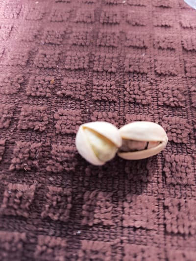 The image shows two pistachios resting on a brown, textured fabric. The pistachios are light-colored and appear to be partially opened, revealing the nut inside. One pistachio is slightly to the left and in focus, while the other is to the right and slightly out of focus. The fabric has a ribbed or woven pattern, with raised areas creating a textured surface. There are no people, text, or other discernible objects in the image. The lighting is diffused, and the scene appears to be an indoor close-up. The setting is a simple, static arrangement of food items on fabric.