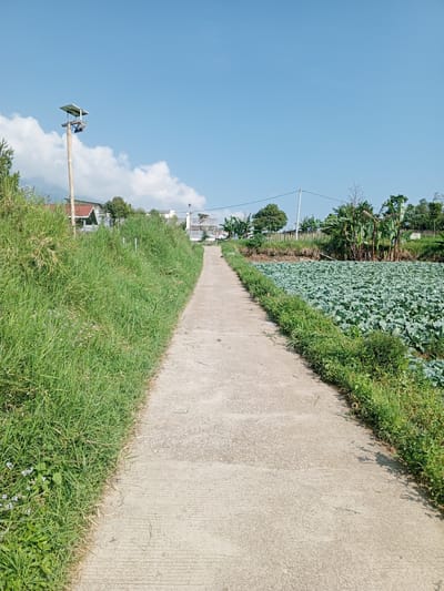 A straight, concrete path stretches uphill towards the horizon under a bright, cloud-dotted blue sky. The path is flanked on the left by overgrown green grass and on the right by a cultivated field of leafy green plants resembling cabbages. In the distance, buildings are visible on the left, including a house with a red roof and a taller structure. A tall, thin utility pole stands near the house. On the right, banana trees and other vegetation are seen beyond the field. The scene appears to be a rural area in Ban Katan, Laos.