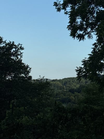 The image shows a view of a landscape with rolling, tree-covered hills under a clear blue sky. In the foreground, dark green foliage, likely trees and bushes, partially obscures the view. Two large trees frame the scene from the left and right sides of the upper portion of the image, with their branches and leaves silhouetted against the sky. In the distance, the densely wooded hills recede, with some lighter patches suggesting clearings or structures. A faint road or path might be discernible winding through the trees in the mid-ground. The lighting suggests it is daytime, likely morning or late afternoon due to the soft light and the absence of harsh shadows. The scene is peaceful and natural, with no people or visible animals. The location is specified as Akydra, Abkhazia.
