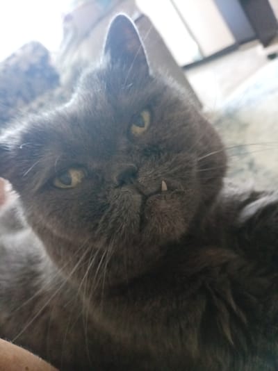 The image is a close-up, selfie-style shot of a grey cat. The cat is looking directly at the camera with its mouth slightly open, revealing a prominent canine tooth. The cat's fur is dense and appears to be a solid grey color. Its eyes are yellow and slightly narrowed, giving it a somewhat curious or intense expression. The background is softly blurred and appears to be indoors, with hints of what might be bedding or furniture. The lighting suggests it could be daytime, possibly with natural light coming from an unseen window, creating some bright areas and shadows on the cat's face. No text is visible in the image. The location context provided is Bologoe, Russia, but this cannot be visually confirmed from the image itself.