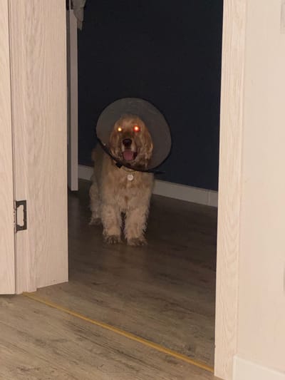 A golden-furred dog with a grey cone collar is pictured standing in a doorway. The dog's eyes are glowing red due to a flash from the camera. The dog is looking directly at the camera with its tongue slightly out. The background is dark, with a hint of a dark blue wall and a white baseboard. The floor appears to be wood laminate. To the left of the dog is a light-colored wooden doorframe with a metal handle. The scene is indoors, and no specific location in Kuyuki, Russia, can be identified from the image.
