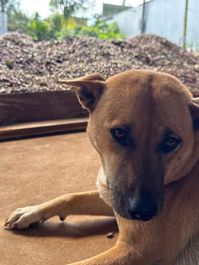 A tan-colored dog with a black nose stares with dark eyes. The dog’s fur is smooth and shiny, and its ears are perked up. A paw rests on a wooden or laminate surface. To the left, a blurry patch of green foliage and purplish flowers. The dog's head is tilted, as if in curiosity. Light falls unevenly across the scene.