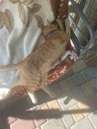 An orange tabby cat is lying on a patterned blanket on a swing seat. The cat is wearing a blue collar. The swing seat is positioned outdoors next to a tree trunk and a paved walkway. The walkway is made of interlocking pavers in various shades of grey, pink, and tan. Sunlight is casting shadows on the walkway. The scene appears to be in a residential yard or park area in Vysokyi, Ukraine.