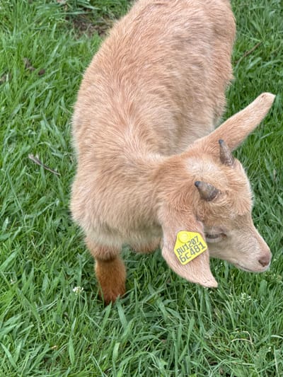A light brown goat with small horns and a yellow ear tag is lying in green grass. The ear tag displays "RU1207 6C481". The location is not discernible as the image does not provide any specific geographical clues.