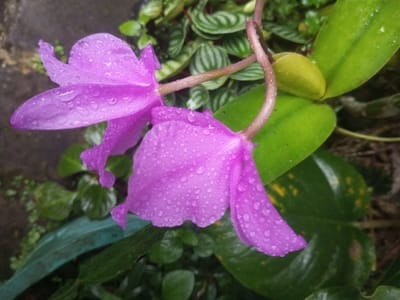 A close-up, high-angle shot captures two vibrant purple orchid blossoms, heavily laden with water droplets, signifying recent rainfall or mist. The flowers hang from slender, reddish-brown stems, similarly beaded with moisture. The immediate background features broad, dark green leaves, some displaying yellow variegation. An elongated, light green unopened bud rests among these leaves in the upper right quadrant. Further back, distinct striped green leaves are visible. A wider, teal-green leaf or stem crosses the lower left. The environment is lush and moist, devoid of human presence, located in Ura-Dozhi, Bhutan.