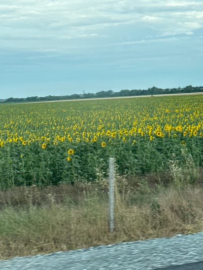 The image depicts a vast, vibrant field of sunflowers stretching towards the horizon under a bright, overcast sky. The sunflowers, with their cheerful yellow petals, are in full bloom, creating a sea of yellow against the deep green foliage. The field appears to be cultivated, suggesting an agricultural setting.

To the right of the sunflower field, a strip of dry, grassy land is visible, bordering a textured grey surface that could be a road or a paved area. A wooden fence post stands in the midst of the field, a solitary marker amidst the blooming flowers. The overall scene suggests a warm, sunny day, characteristic of late summer or early autumn when sunflowers are typically in their prime. The sky is a pale blue, with wispy clouds indicating a fair weather condition.

The photograph has been taken from a moving vehicle, as suggested by the slight blur and the angle of the shot, capturing a fleeting glimpse of the picturesque landscape. The location context provided, Bozduganovo, Bulgaria, places this scene within a rural European setting. There is no visible text in the image. The image evokes a sense of natural beauty and the abundance of nature, with the sunflowers symbolizing joy and growth.