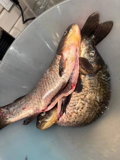 A light-colored, possibly grey or light blue, plastic basin contains three fish in various states of preparation. The largest fish, on the right, is dark-scaled, possibly a carp, with visible greenish-brown mottled scales, an intact head, a round, dark eye reflecting light, and prominent dark fins, including a fanned caudal fin. It is partially submerged in cloudy, slightly discolored water. Lying across this fish is a second, medium-sized fish, which has been decapitated, scaled, and gutted, exposing pale pink flesh along its flank and a red-tinged open belly cavity. Its tail end, also scaled and showing reddish tissue, extends to the lower left. A third, smaller fish head, golden-brown in color, is partially visible beneath the cleaned fish on the lower left. The background features a light-colored tiled wall, a white electrical outlet with a black cord plugged in, and part of a clear plastic measuring container marked with volume indications (e.g., "1700", "MAX", "1500" ml). The scene appears to be an indoor area, likely a kitchen or preparation space.