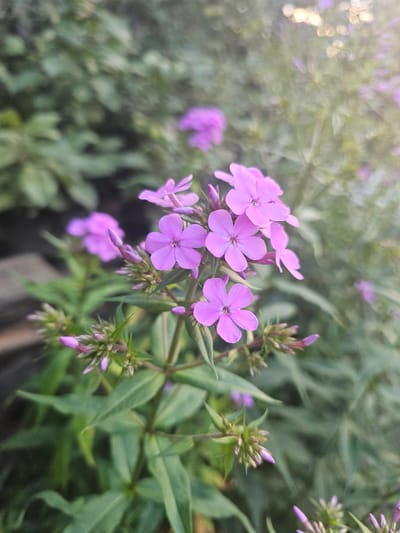 In the foreground, a cluster of vibrant purple phlox flowers are in bloom, their delicate petals unfurling towards the light. The flowers are detailed, with visible stamens and a soft, velvety texture. Several buds are also present, hinting at future blooms. Surrounding the phlox is lush green foliage, providing a natural backdrop. In the background, more out-of-focus purple flowers and greenery suggest a garden setting. The lighting indicates it is daytime, possibly late afternoon or early evening, with a warm, diffused glow present in the upper right portion of the frame. The image appears to be a close-up shot, focusing on the intricate beauty of the flowers.