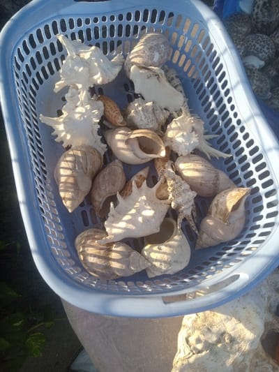 The image displays an overhead view of a light blue rectangular plastic basket containing a varied collection of seashells, situated in the Makadara/Mji Wa Kale ward, Kenya.
The basket, constructed from perforated plastic, exhibits a grid pattern and features integrated handles on its shorter sides. It is filled with approximately two dozen marine gastropod shells of various sizes and species. Dominant shell types include several large, off-white, spiky conch shells (e.g., *Murex* or *Strombus* species), which feature prominent spines and ridges. Interspersed among these are numerous smooth, spiraling shells in shades of beige, cream, and light brown, some displaying subtle banding or blotchy patterns. One smaller, elongated shell with a distinct reddish-brown checkered pattern is also visible. The shells are casually piled, appearing natural and unpolished.
Strong, directional sunlight illuminates the scene from the upper right, casting sharp, striped shadows from the basket's perforations across the shells and the basket's interior, indicating an outdoor setting. The immediate environment includes indistinct dark green foliage visible to the bottom left. To the bottom right, a textured, lighter-colored natural object, possibly coral or another large shell, is partially visible. In the upper right corner, a dark, out-of-focus object with a mottled pattern, possibly more shells or fabric, is discernible. No people, specific actions, or direct interactions are depicted.