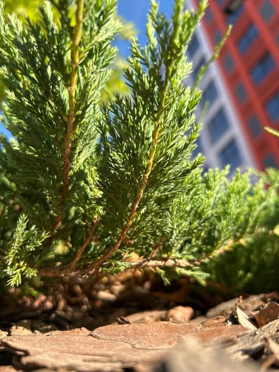 This is a close-up, low-angle shot of a green coniferous plant in Kaluga, Russia. The plant's foliage fills the foreground and mid-ground, with sharp, pointed needles. The texture of the plant is detailed, showing individual stems and branches. In the blurred background, a red and white building with a grid-like pattern of windows is visible against a bright blue sky. The ground beneath the plant appears to be covered in wood mulch and dry leaves. The lighting suggests a sunny day. There are no people or animals visible in the image.