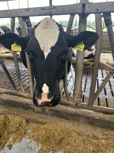 A black and white Holstein Friesian cow is positioned in the foreground of the image, looking directly at the camera. The cow is in a barn, with metal bars in front of it. Two yellow ear tags are visible on the cow's ears. The left ear tag has the number "2126A" printed on it, and the right ear tag has "BOKAX 253" printed on it. The cow has a white blaze on its forehead and a white patch on its nose. The background of the image shows other cows in stalls, straw on the ground, and the exterior of a building with windows. The scene is indoors, in a farm setting located in Wilhelminaoord, Netherlands.